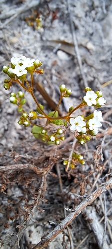 Crassula filiformis (Crassula filiformis)