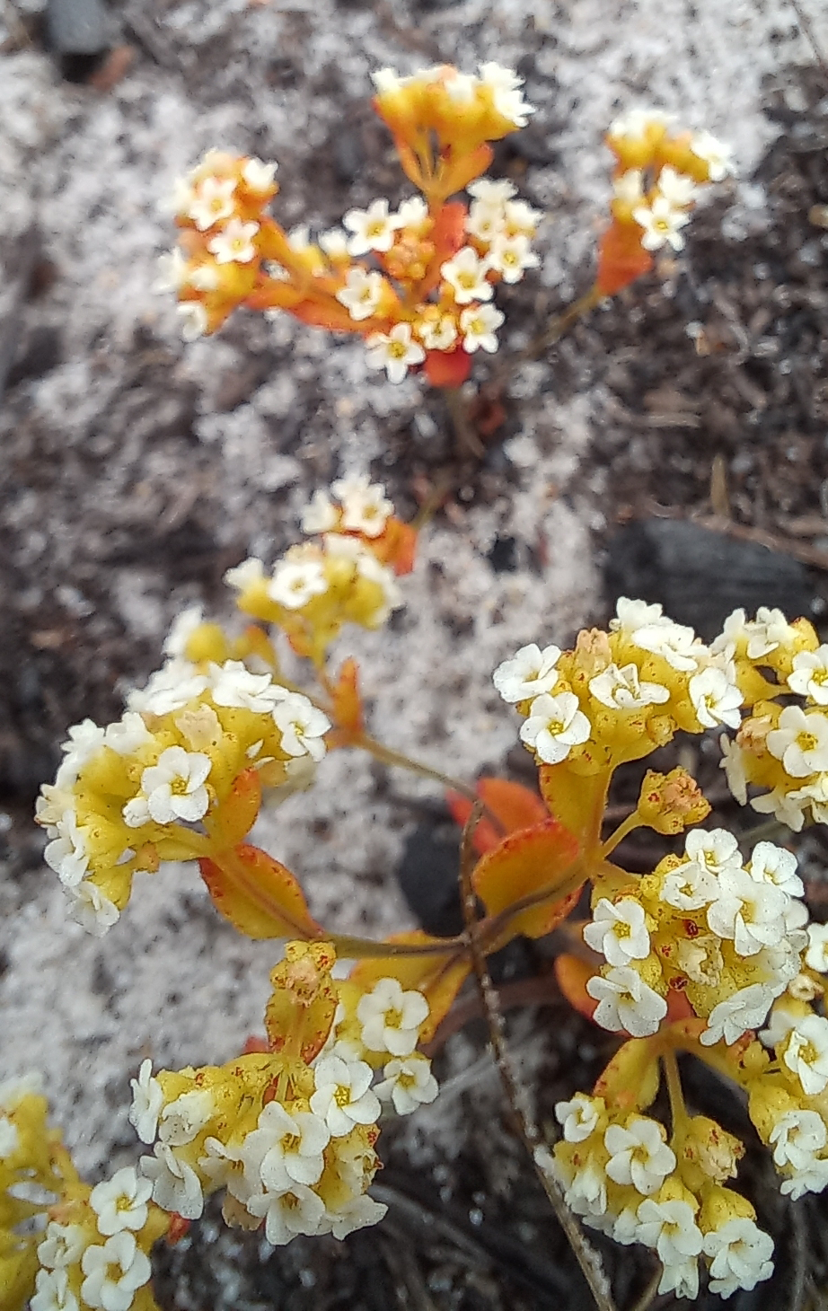 Crassula filiformis: Crassula filiformis. Общий вид цветущего растения. Kleinmond, South Africa. 18.10.2022