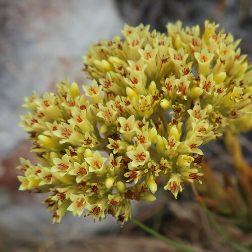 Crassula flava (Crassula flava)