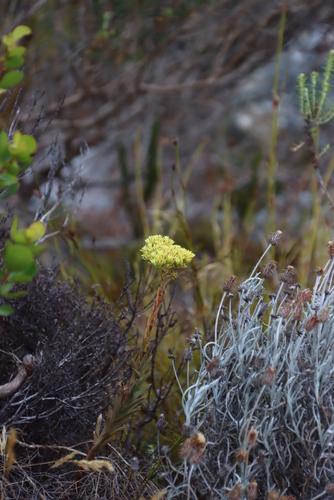 Crassula flava (Crassula flava)