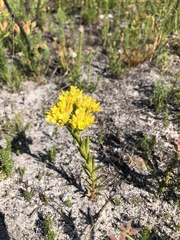 Crassula flava (Crassula flava)