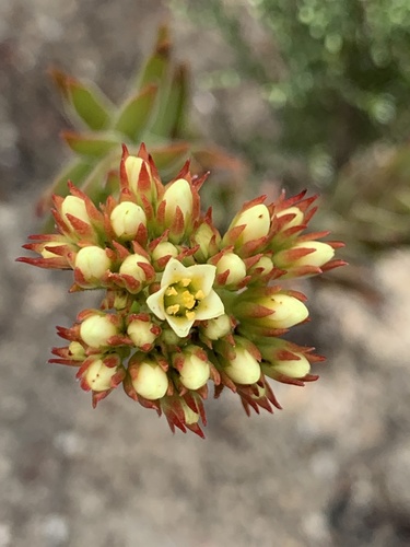 Crassula flava (Crassula flava)