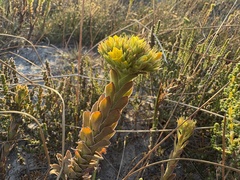 Crassula flava (Crassula flava)