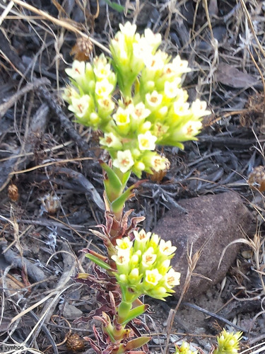 Crassula flava (Crassula flava)