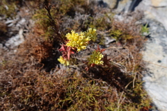 Crassula flava (Crassula flava)