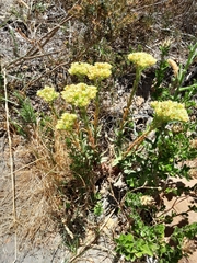 Crassula flava (Crassula flava)