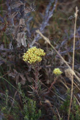 Crassula flava (Crassula flava)