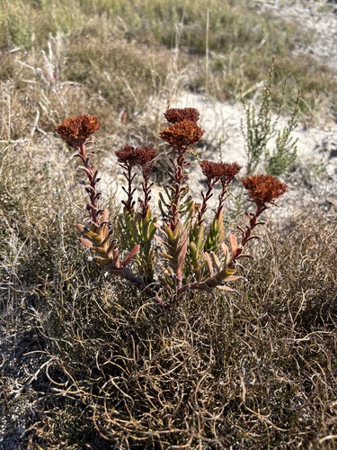Crassula flava (Crassula flava)