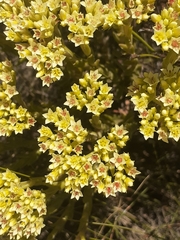 Crassula flava (Crassula flava)