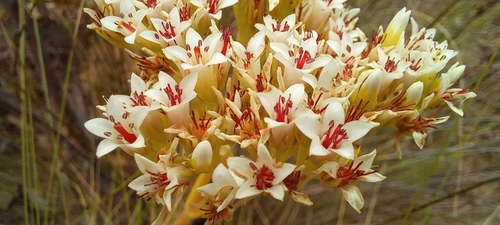 Crassula flava (Crassula flava)