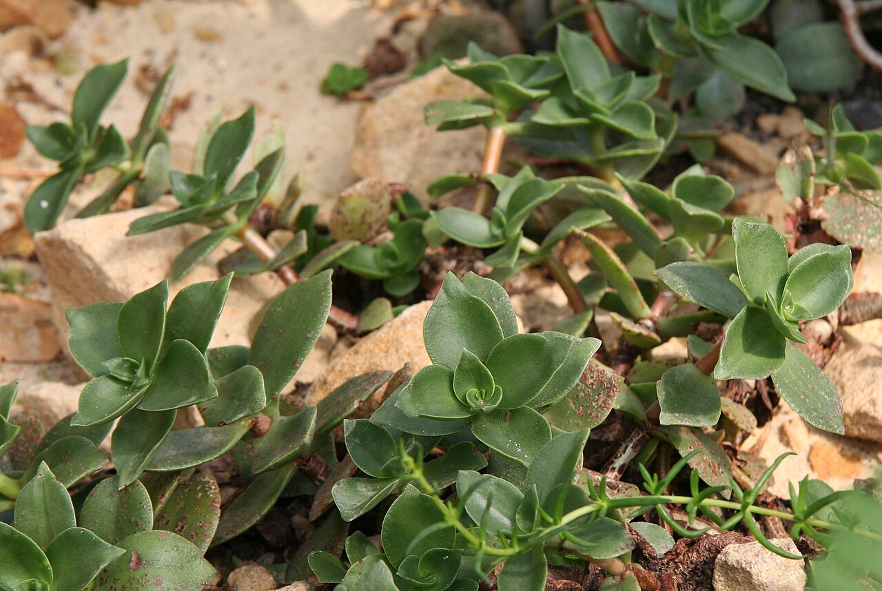 Crassula globularioides: Crassula liebuschiana im Botanischen Garten Dresden
