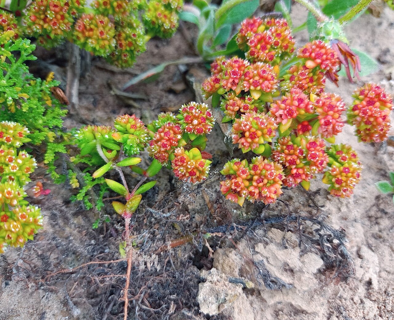 Crassula glomerata: Crassula glomerata, Langebaan, South Africa