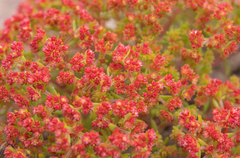 Crassula glomerata (Crassula glomerata)