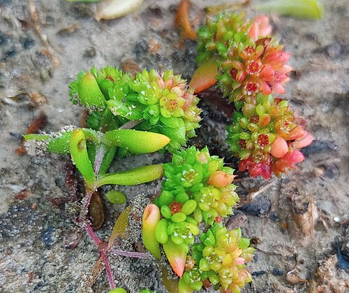 Crassula glomerata: Crassula glomerata, Langebaan, South Africa