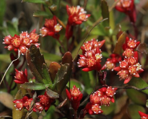 Crassula glomerata (Crassula glomerata)