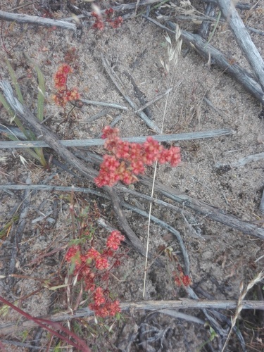 Crassula glomerata (Crassula glomerata)