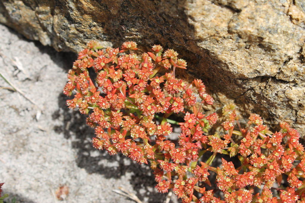 Crassula glomerata (Crassula glomerata)