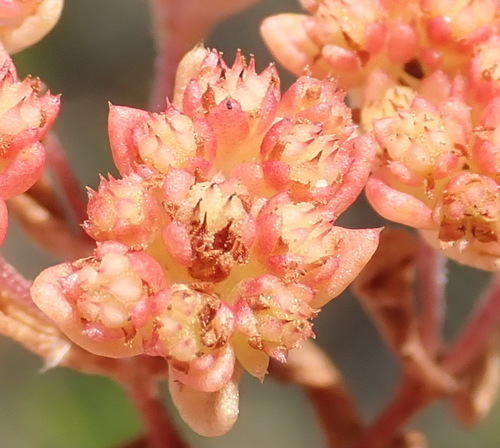 Crassula glomerata (Crassula glomerata)