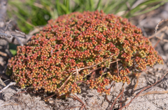 Crassula glomerata (Crassula glomerata)