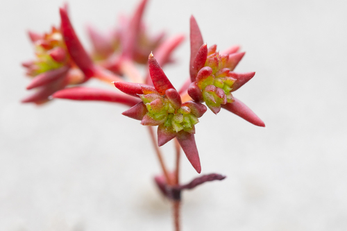 Crassula glomerata (Crassula glomerata)