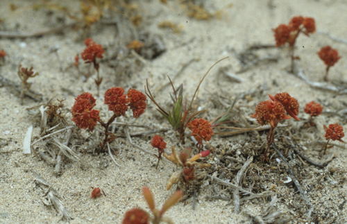 Crassula glomerata (Crassula glomerata)