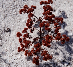 Crassula glomerata (Crassula glomerata)