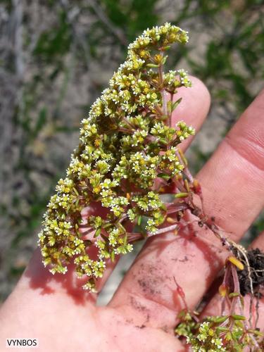 Crassula glomerata (Crassula glomerata)