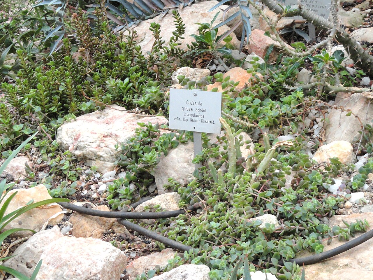 Crassula grisea: Botanical specimen in the Palmengarten, Frankfurt am Main, Germany.