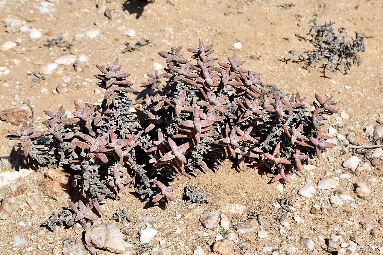 Crassula grisea: ǀAi-ǀAis/Richtersveld Transfrontier Park, IVO Helskloof, Northern Cape, South Africa.