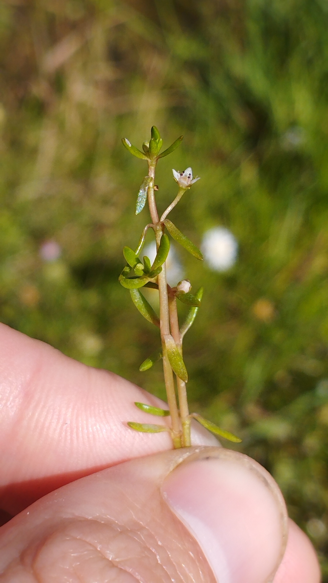 Swamp stonecrop: Crassula helmsii , Westmorland, Christchurch, New Zealand
