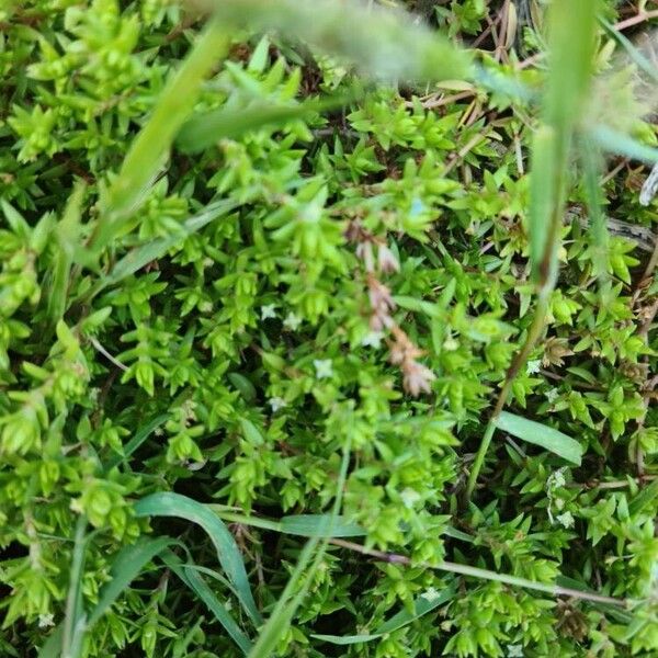 Swamp stonecrop (Crassula helmsii)