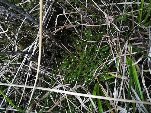 Swamp stonecrop: Crassula helmsii , Wigram, Christchurch, New Zealand