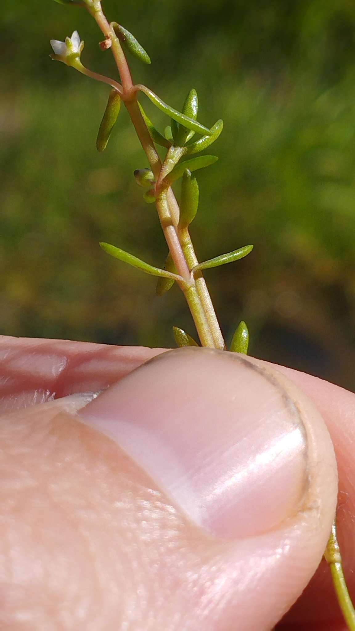 Swamp stonecrop: Crassula helmsii , Westmorland, Christchurch, New Zealand