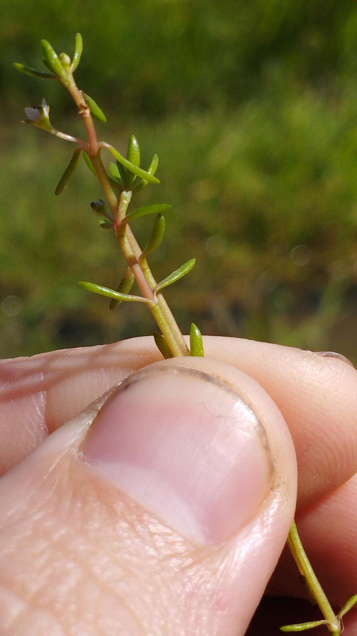 Swamp stonecrop: Crassula helmsii , Westmorland, Christchurch, New Zealand