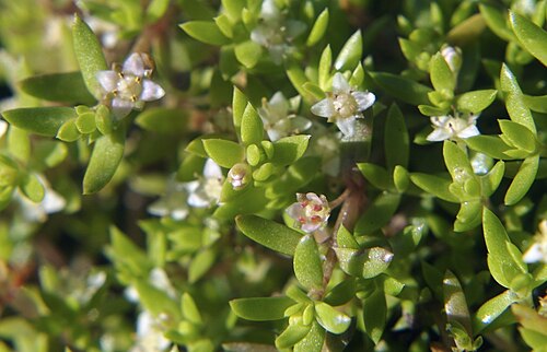 Swamp stonecrop: Crassula helmsii - Invasive species - the 7 august 2011 in Pilley, England, United Kingdom