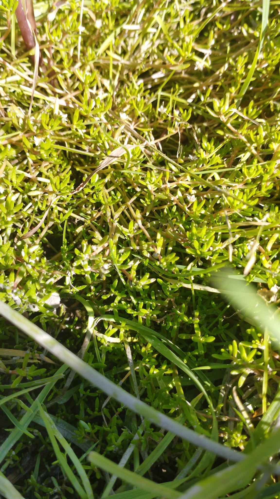 Swamp stonecrop: Crassula helmsii , Westmorland, Christchurch, New Zealand