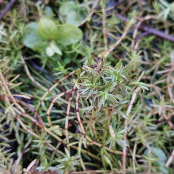 Swamp stonecrop (Crassula helmsii)