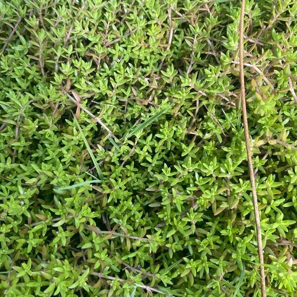 Swamp stonecrop (Crassula helmsii)