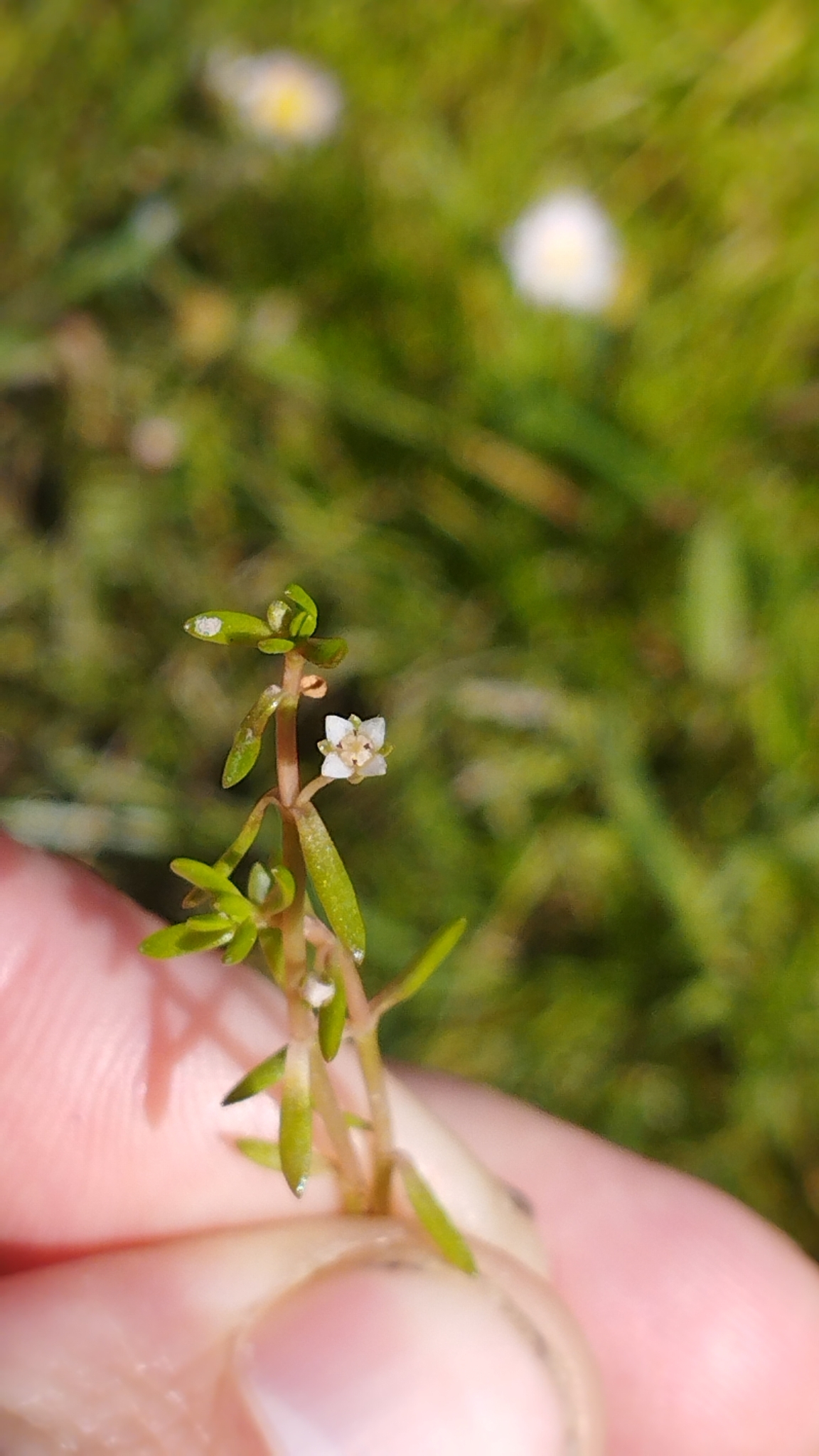 Swamp stonecrop: Crassula helmsii , Westmorland, Christchurch, New Zealand