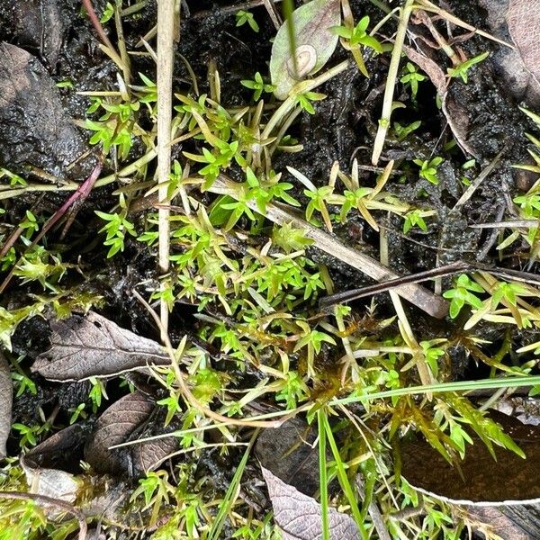 Swamp stonecrop (Crassula helmsii)