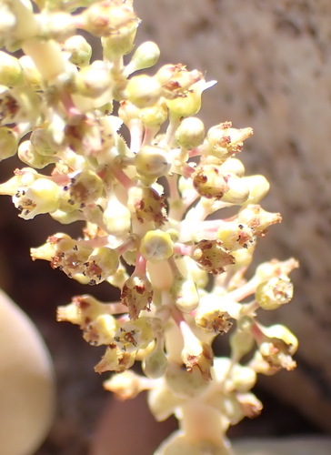 Crassula hemisphaerica (Crassula hemisphaerica)