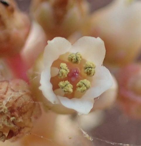 Crassula hemisphaerica (Crassula hemisphaerica)