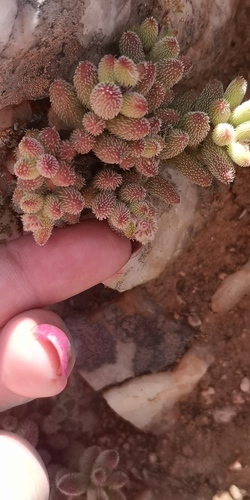 Crassula hirtipes (Crassula hirtipes)