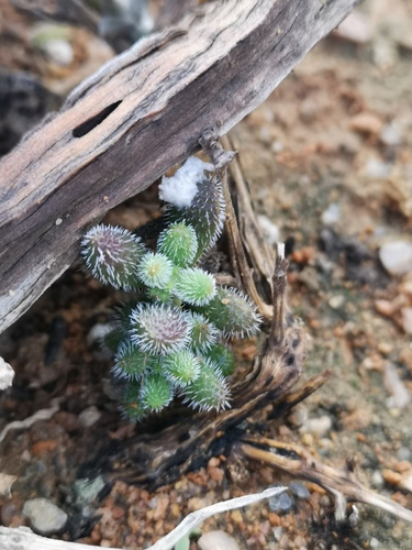 Crassula hirtipes (Crassula hirtipes)