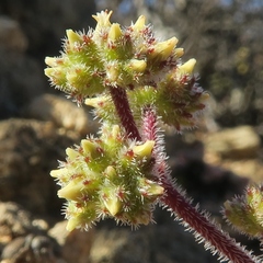 Crassula hirtipes (Crassula hirtipes)