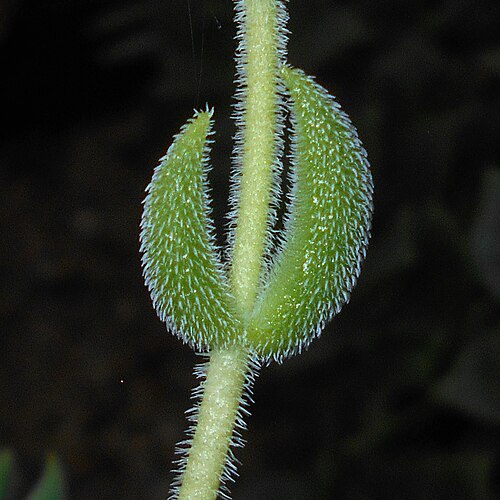 Crassula hirtipes: Crassula hirtipes , Ogród Botaniczny Uniwersytetu Wrocławskiego.