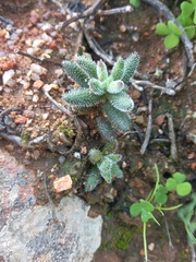 Crassula hirtipes (Crassula hirtipes)
