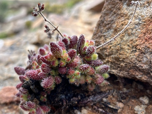 Crassula hirtipes (Crassula hirtipes)