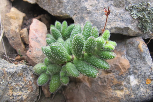 Crassula hirtipes (Crassula hirtipes)
