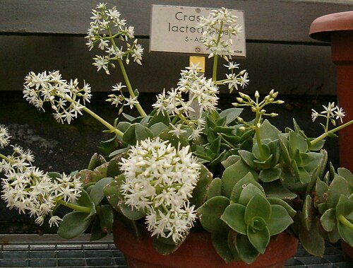 Crassula lactea: Location: Botanical Gardens Berlin Dahlem Xerophyt